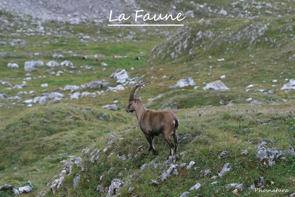 Menu Faune