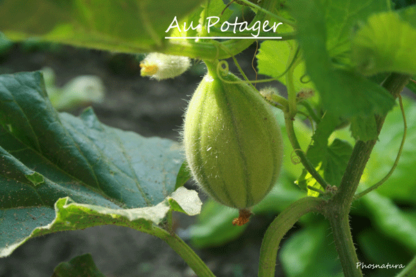 Au Potager