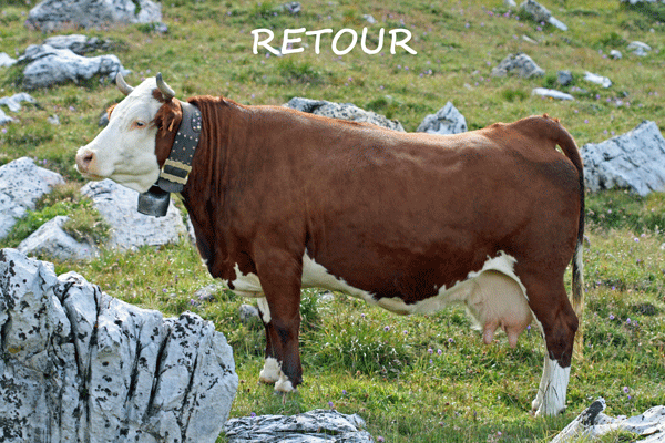 Vache Retour